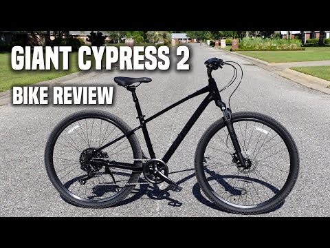 Giant store cypress 2